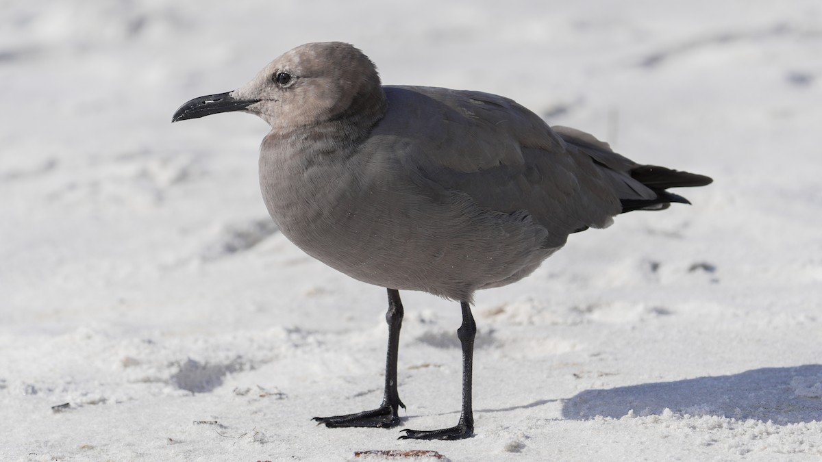 Gray Gull - ML643138998
