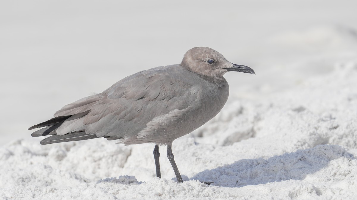 Gray Gull - ML643138999