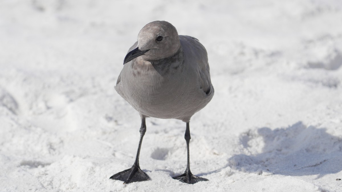 Gray Gull - ML643139000