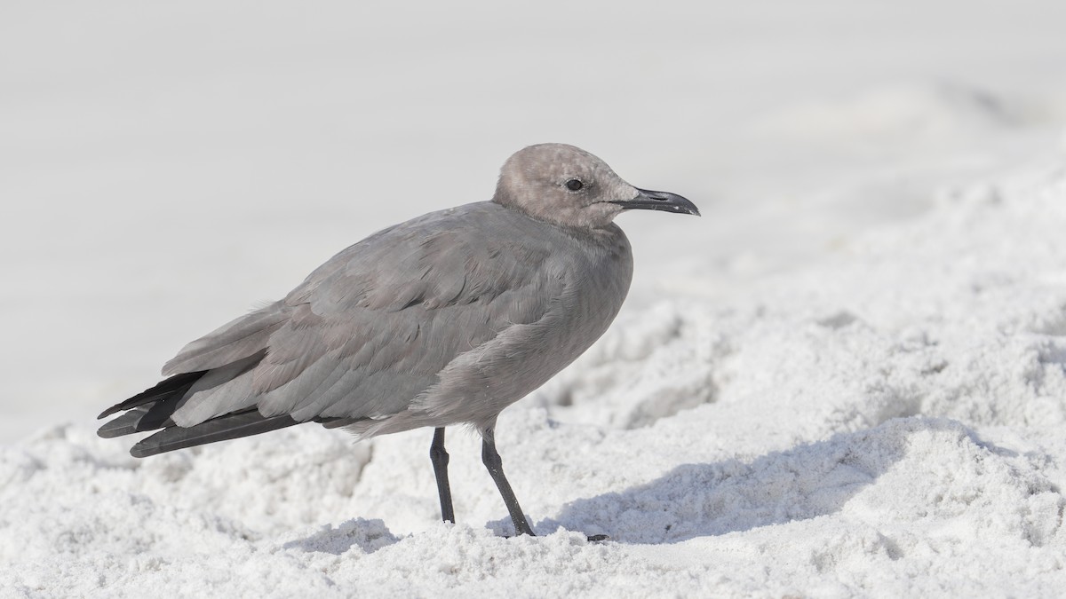 Gray Gull - ML643139001
