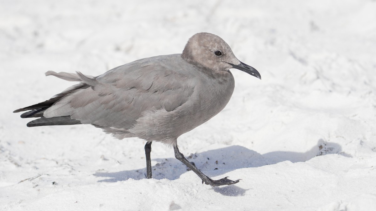 Gray Gull - ML643139002