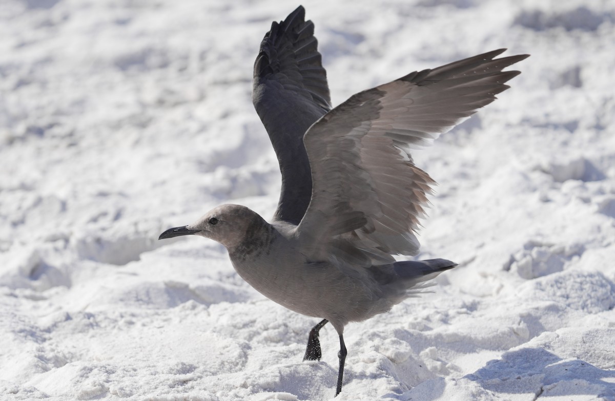 Gray Gull - ML643139003