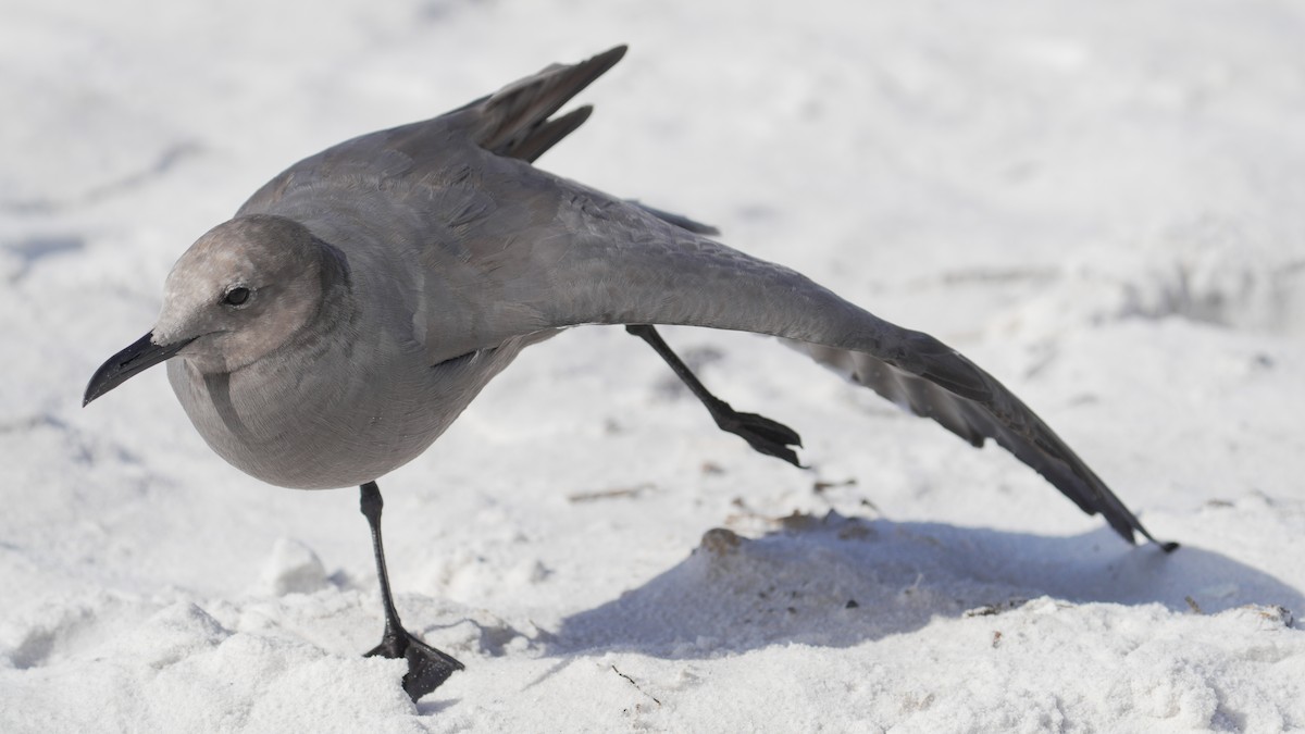 Gray Gull - ML643139004