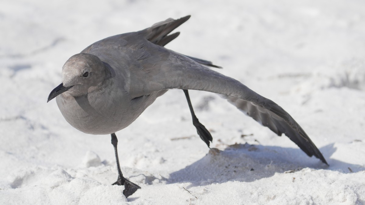 Gray Gull - ML643139005