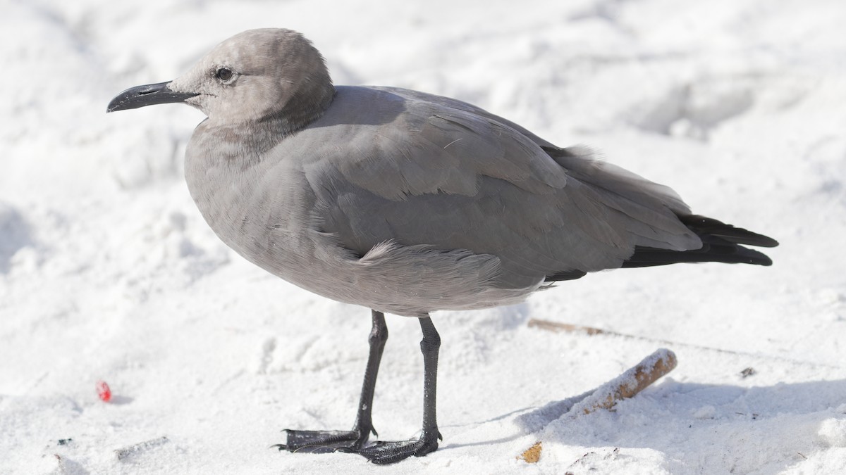 Gray Gull - ML643139006