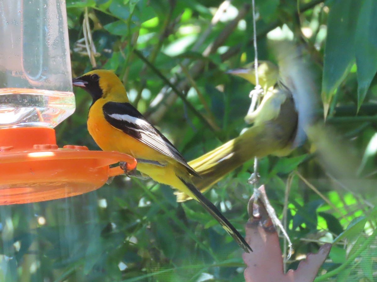Oriole masqué - ML643139008