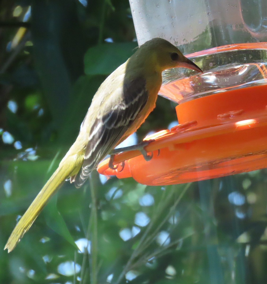Oriole masqué - ML643139010