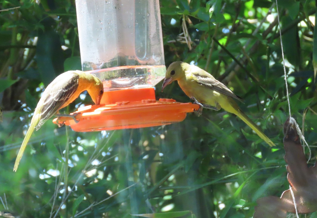 Oriole masqué - ML643139011