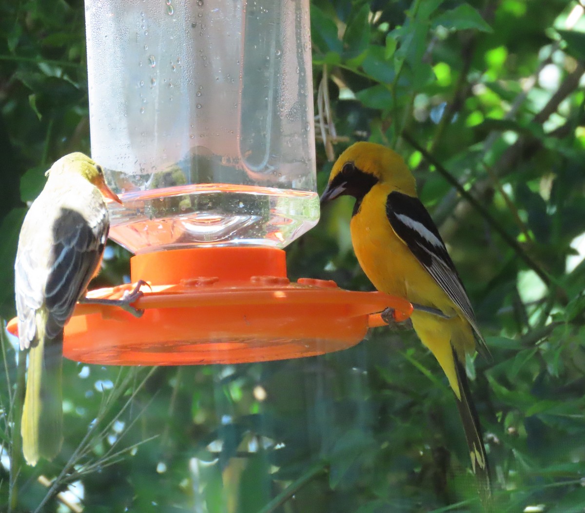 Oriole masqué - ML643139012