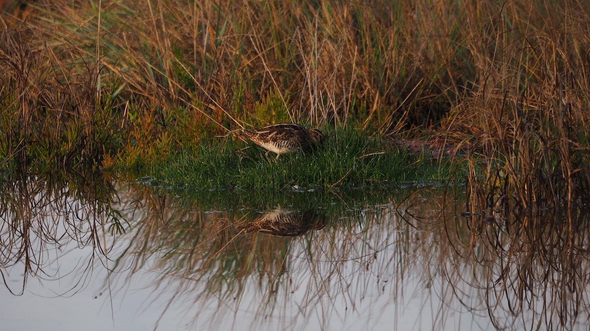 Common Snipe - ML643139014