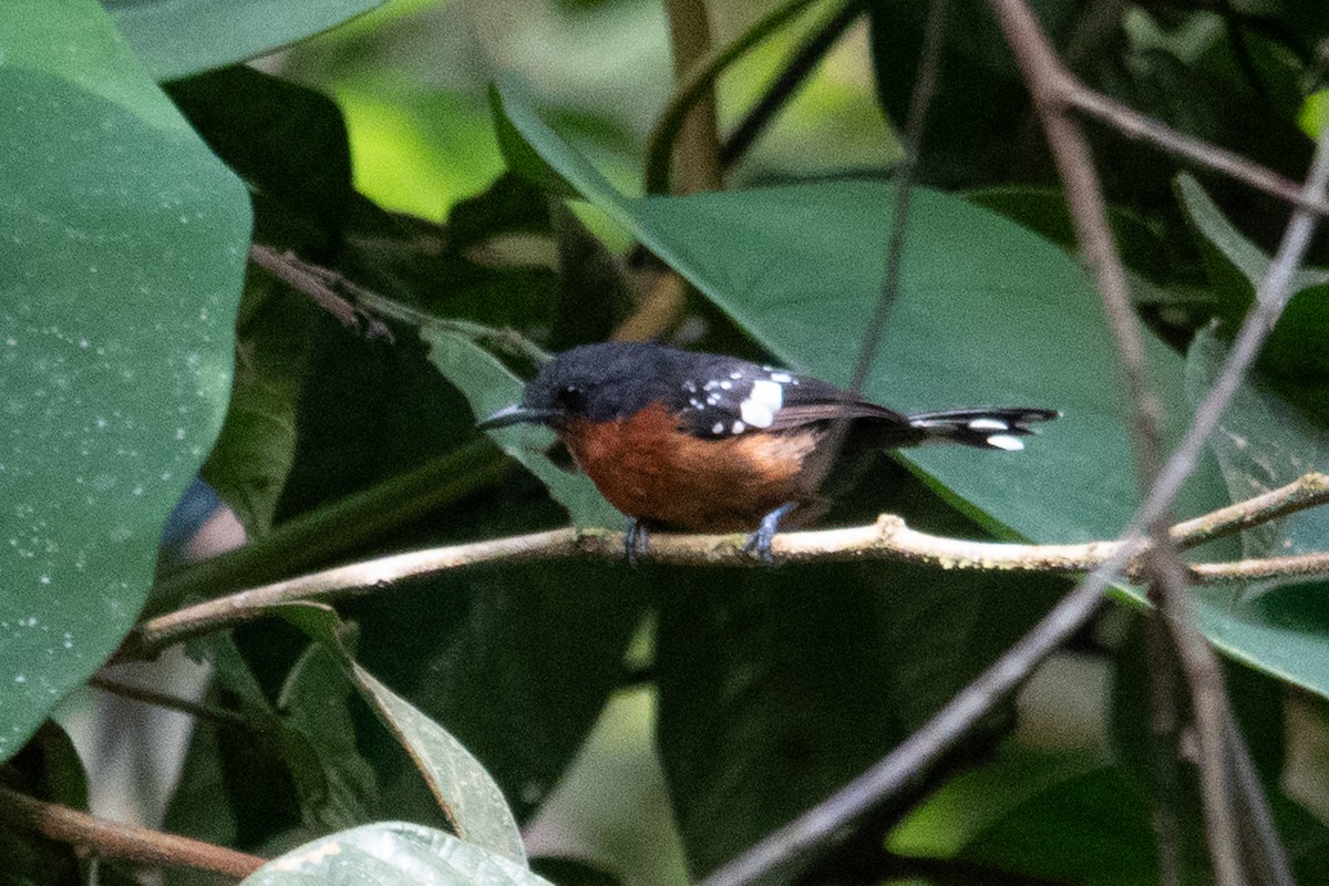 Dot-winged Antwren - ML643139015