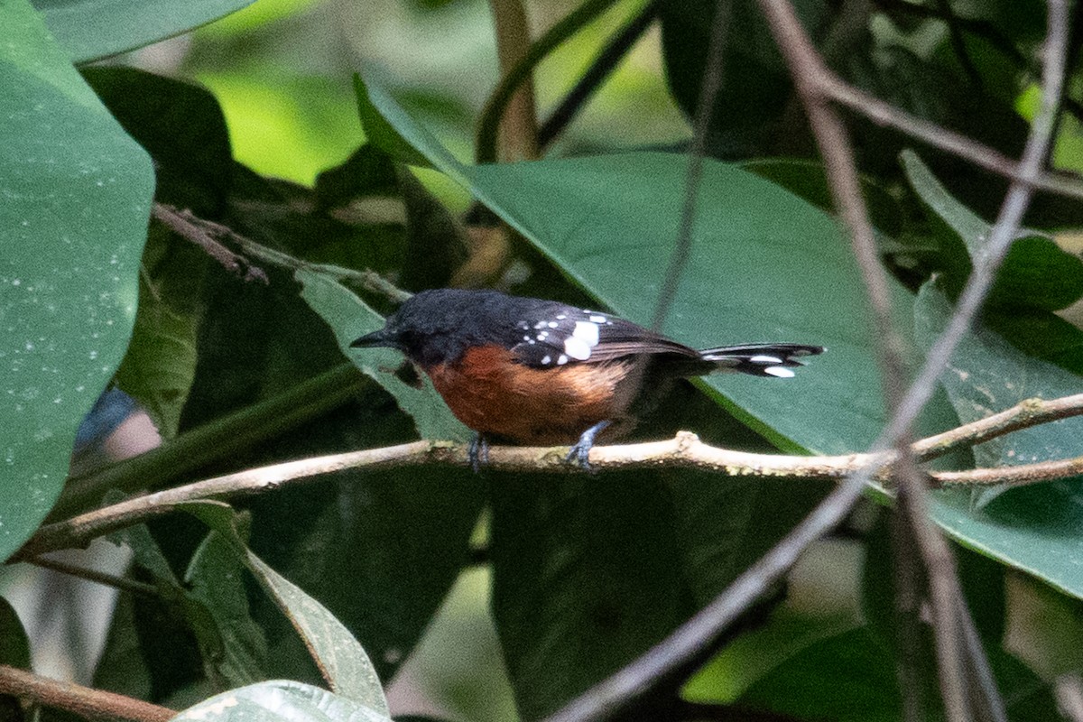 Dot-winged Antwren - ML643139016