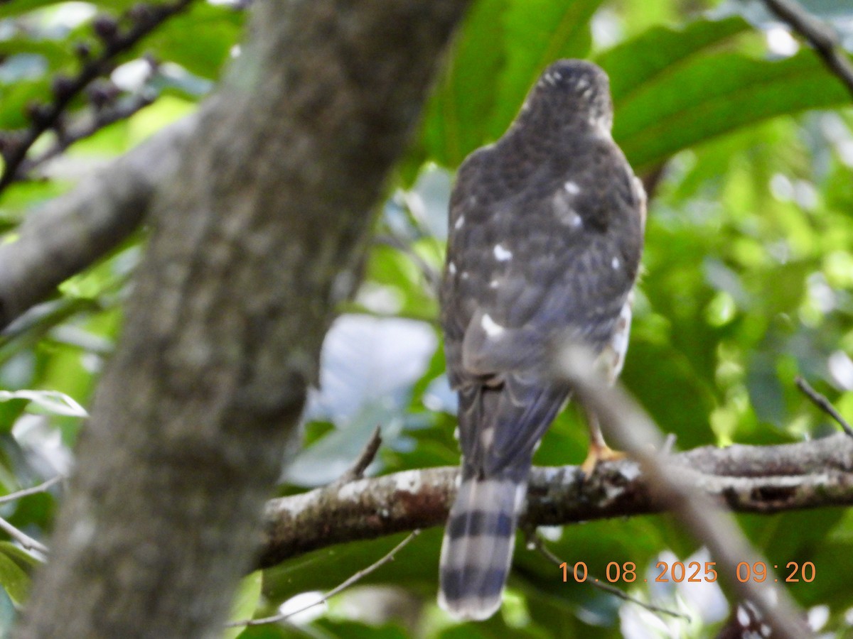 Sharp-shinned Hawk - ML643139020