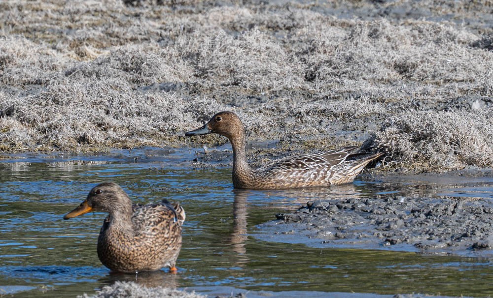 Northern Pintail - ML643139022