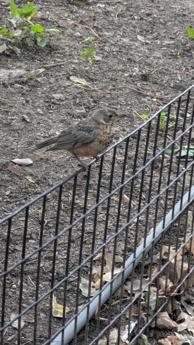 American Robin - ML643139029