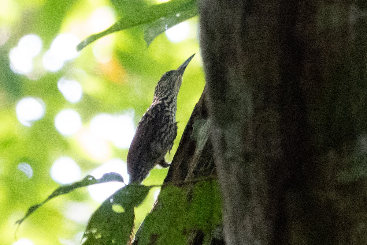 Black-striped Woodcreeper - ML643139032