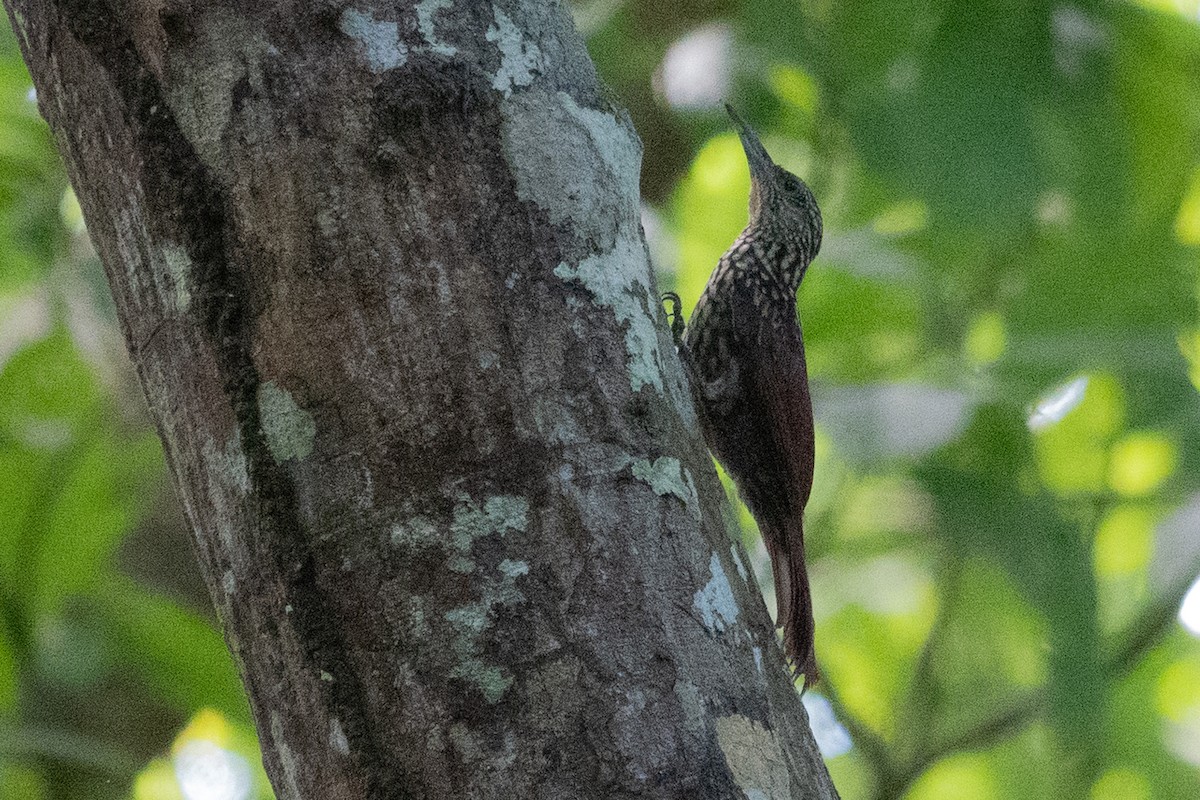 Black-striped Woodcreeper - ML643139033