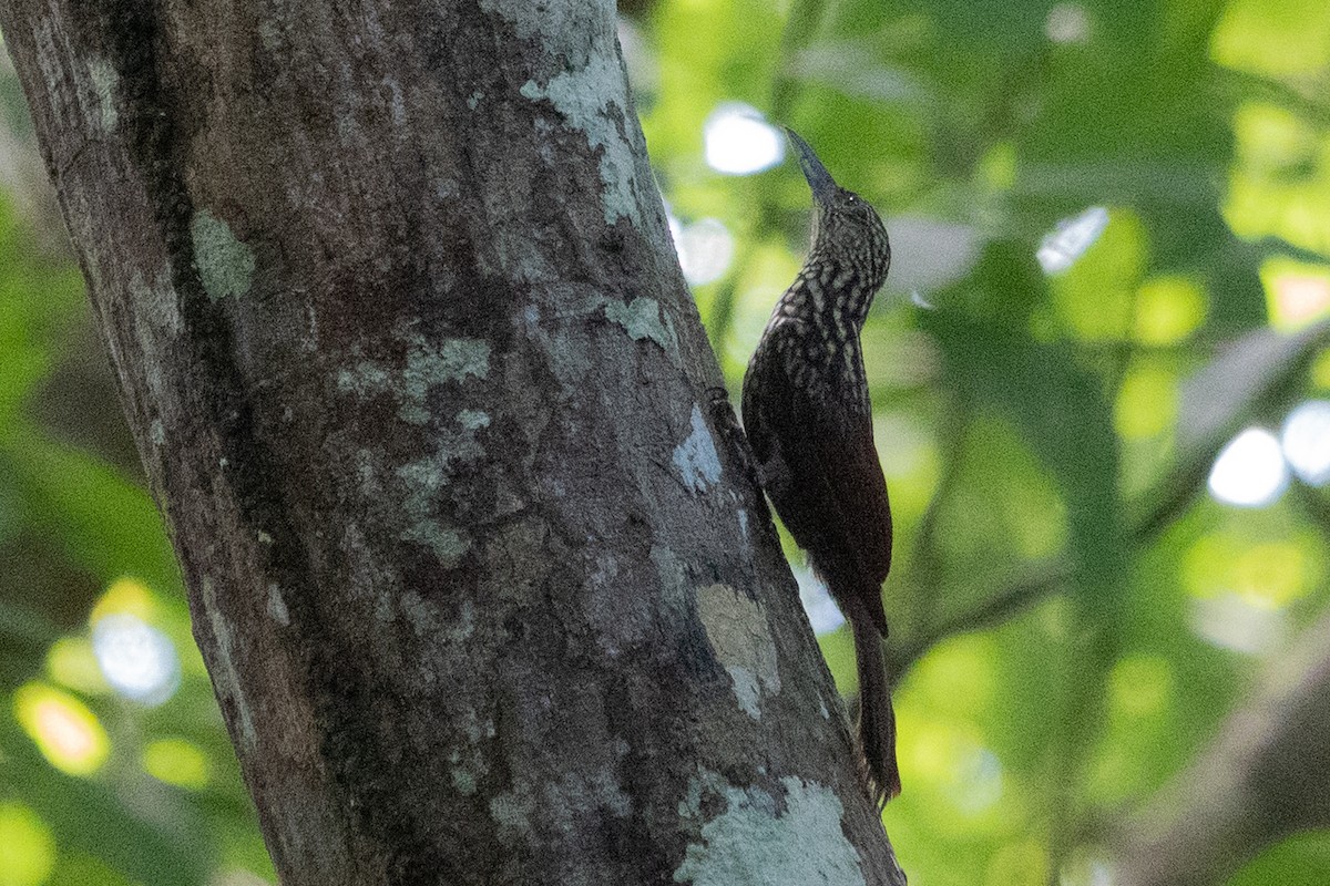 Black-striped Woodcreeper - ML643139034
