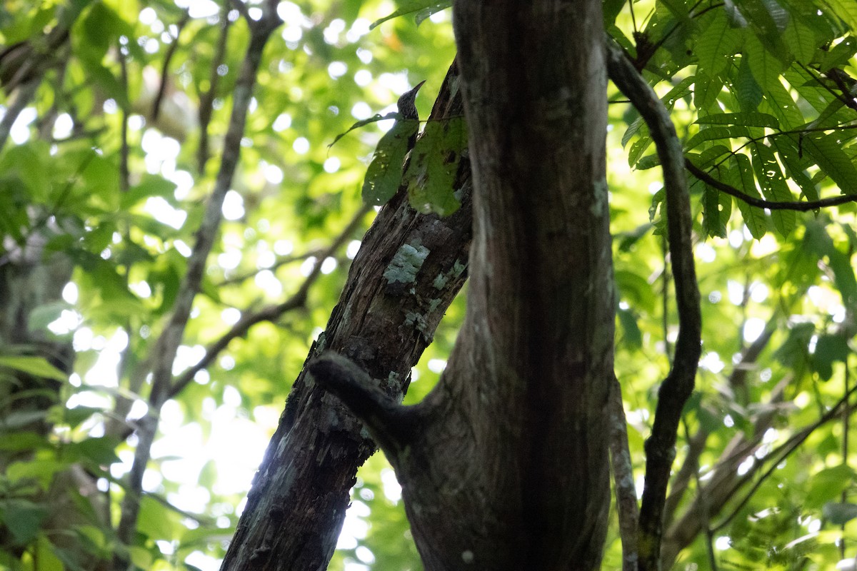 Black-striped Woodcreeper - ML643139035