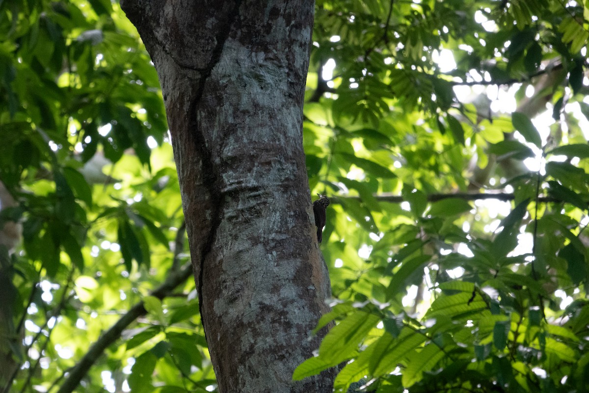 Black-striped Woodcreeper - ML643139036