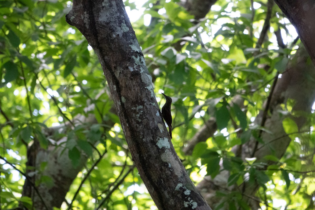 Black-striped Woodcreeper - ML643139037