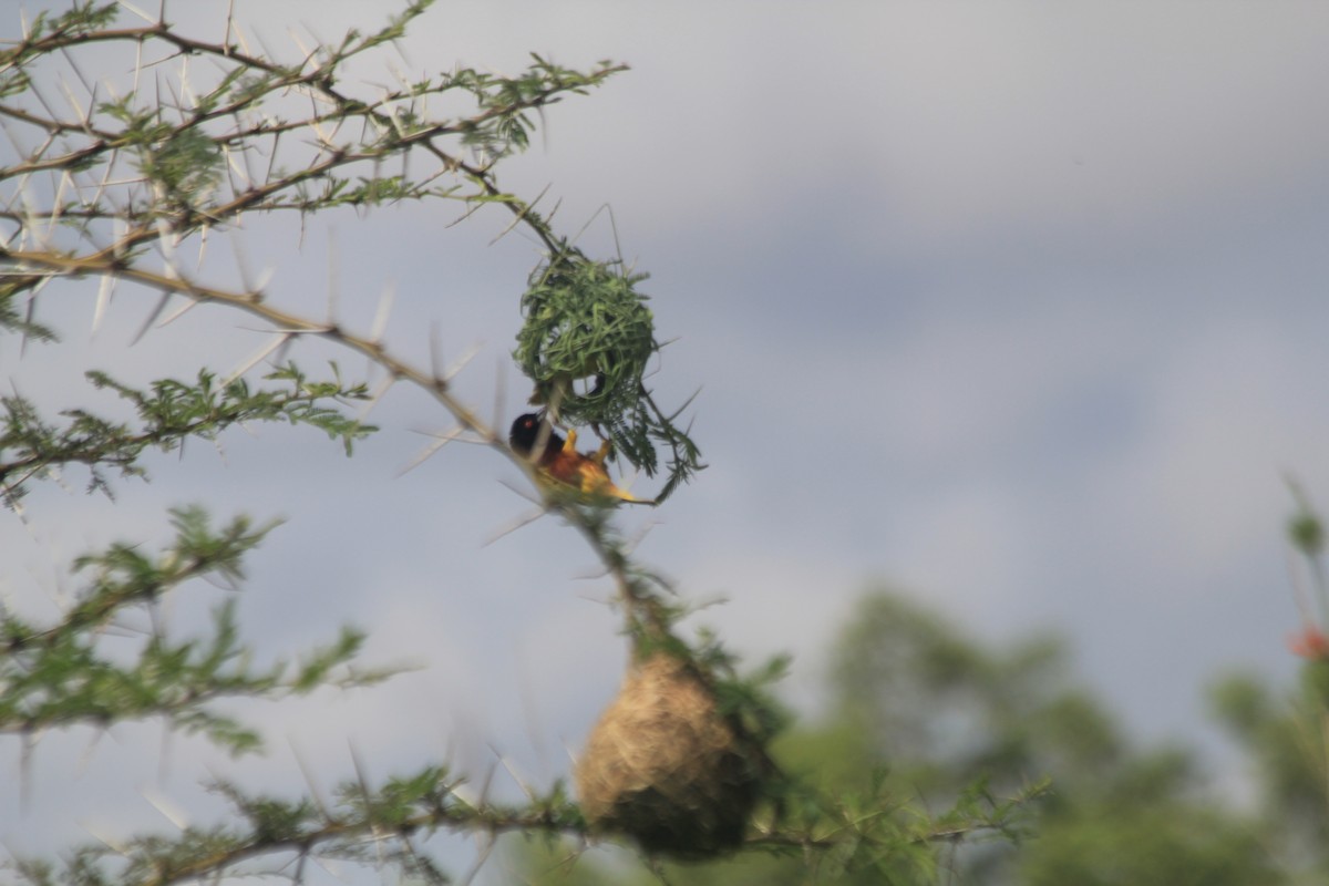 Golden-backed Weaver - ML643139043