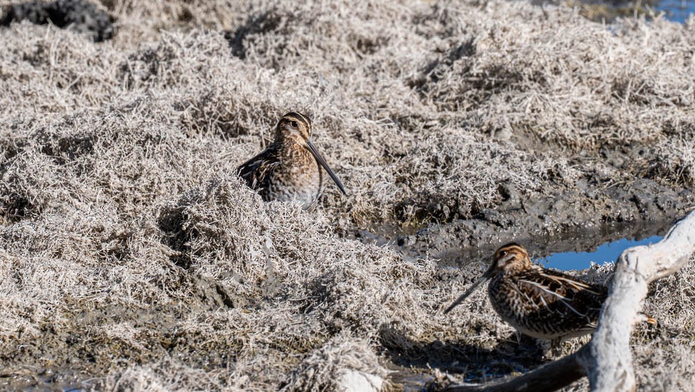 Wilson's Snipe - ML643139044