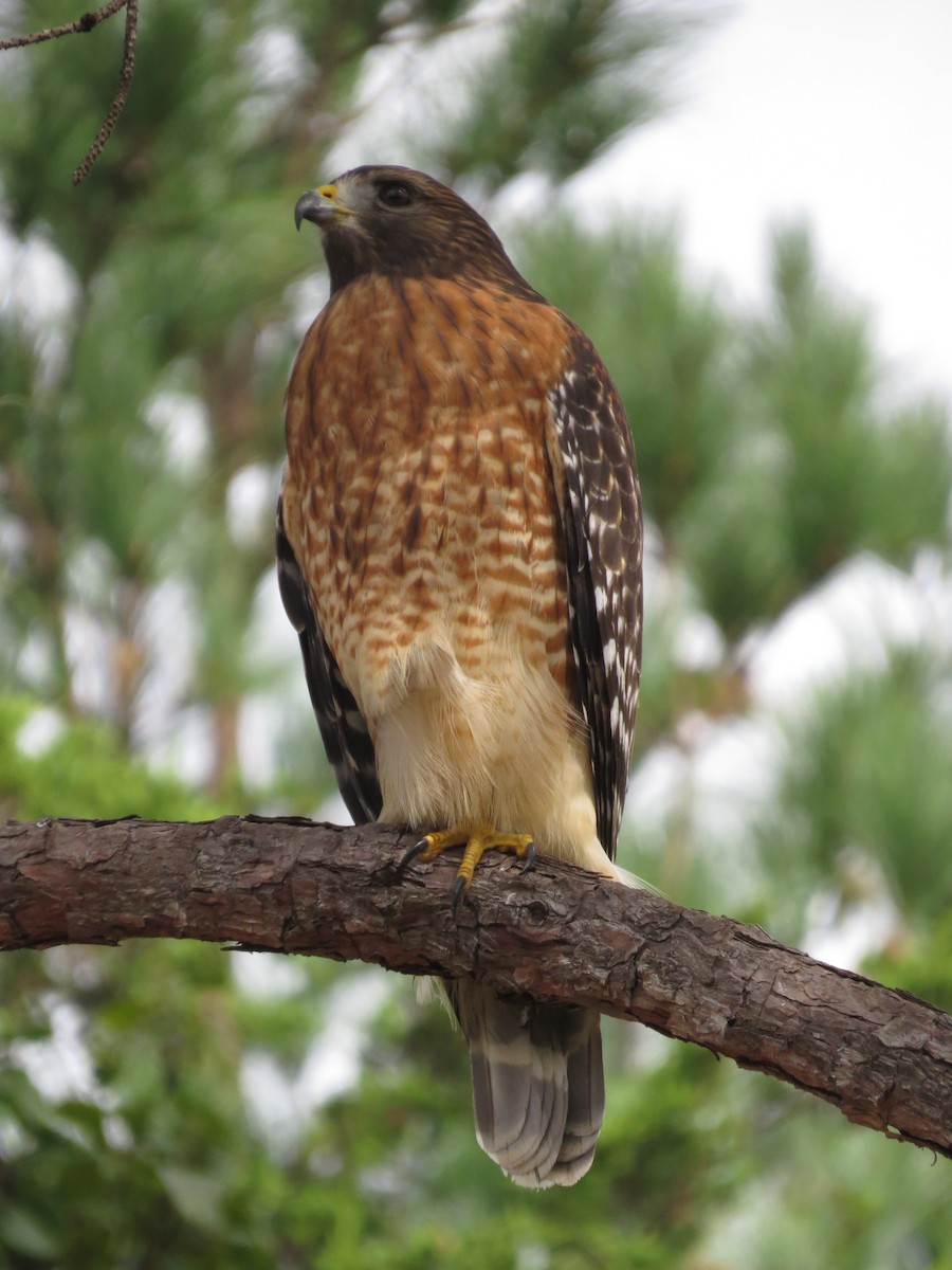 Red-shouldered Hawk - ML643139050