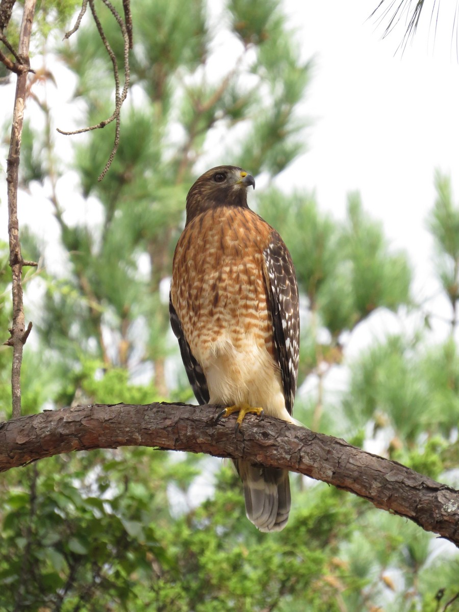 Red-shouldered Hawk - ML643139052