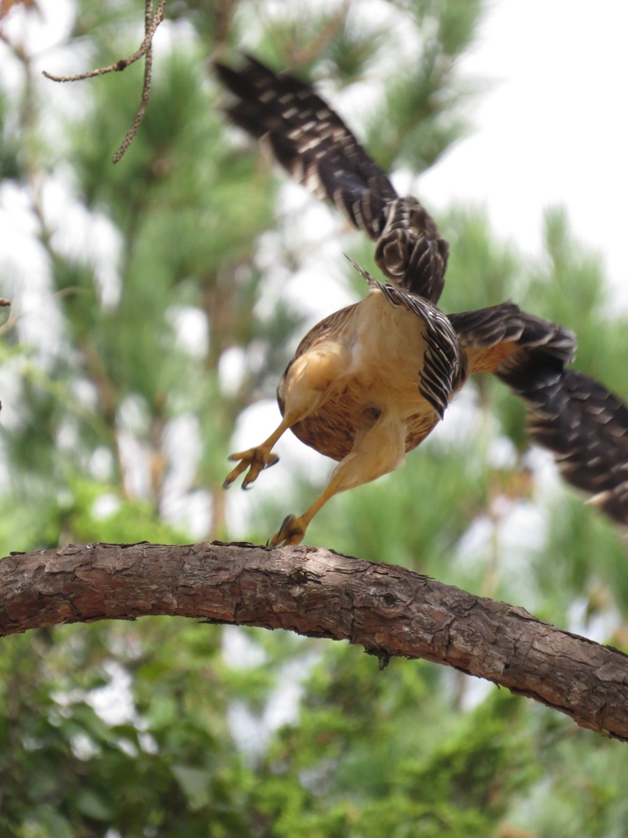 Red-shouldered Hawk - ML643139054
