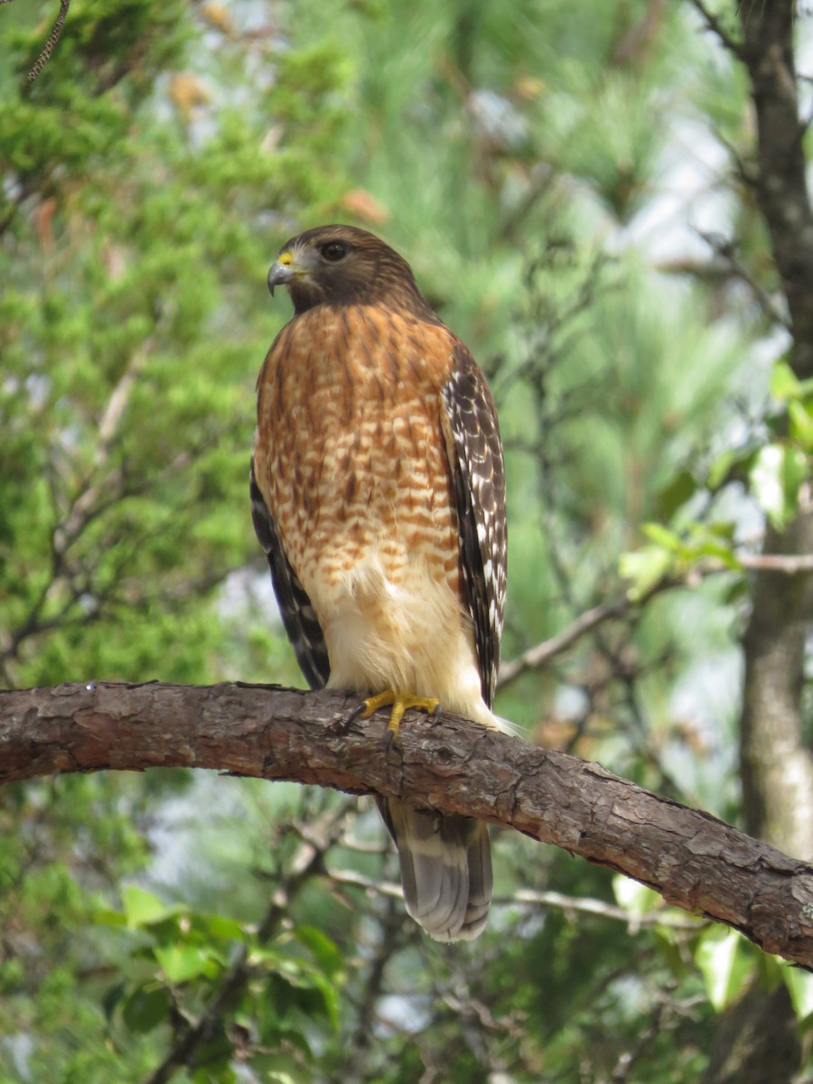 Red-shouldered Hawk - ML643139055