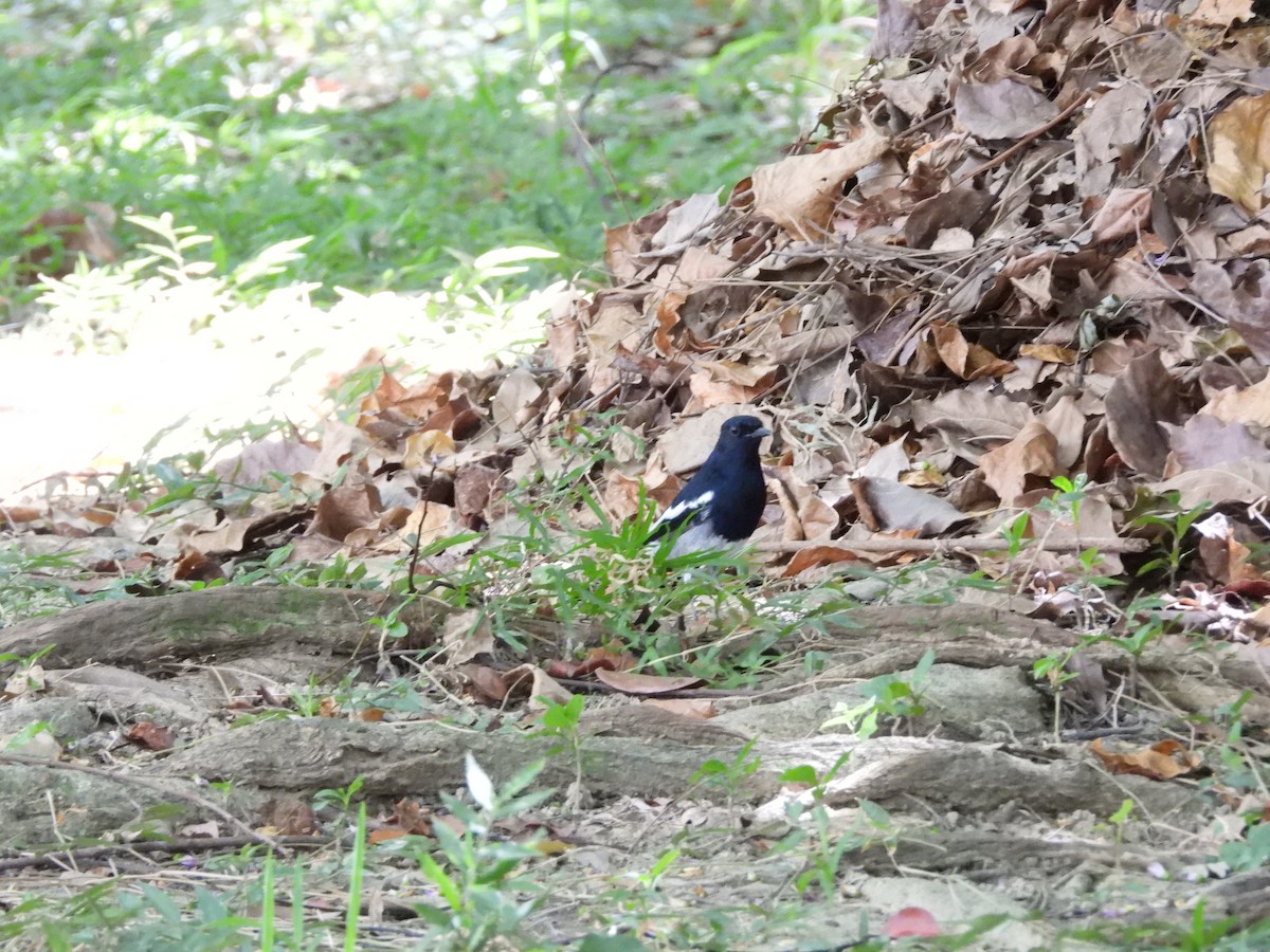 Oriental Magpie-Robin - ML643139068