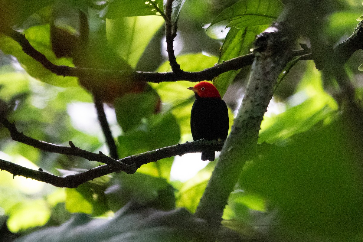 Manakin à cuisses jaunes - ML643139086