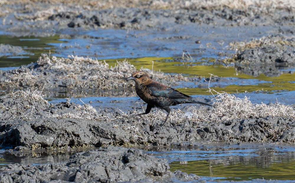 Rusty Blackbird - ML643139096