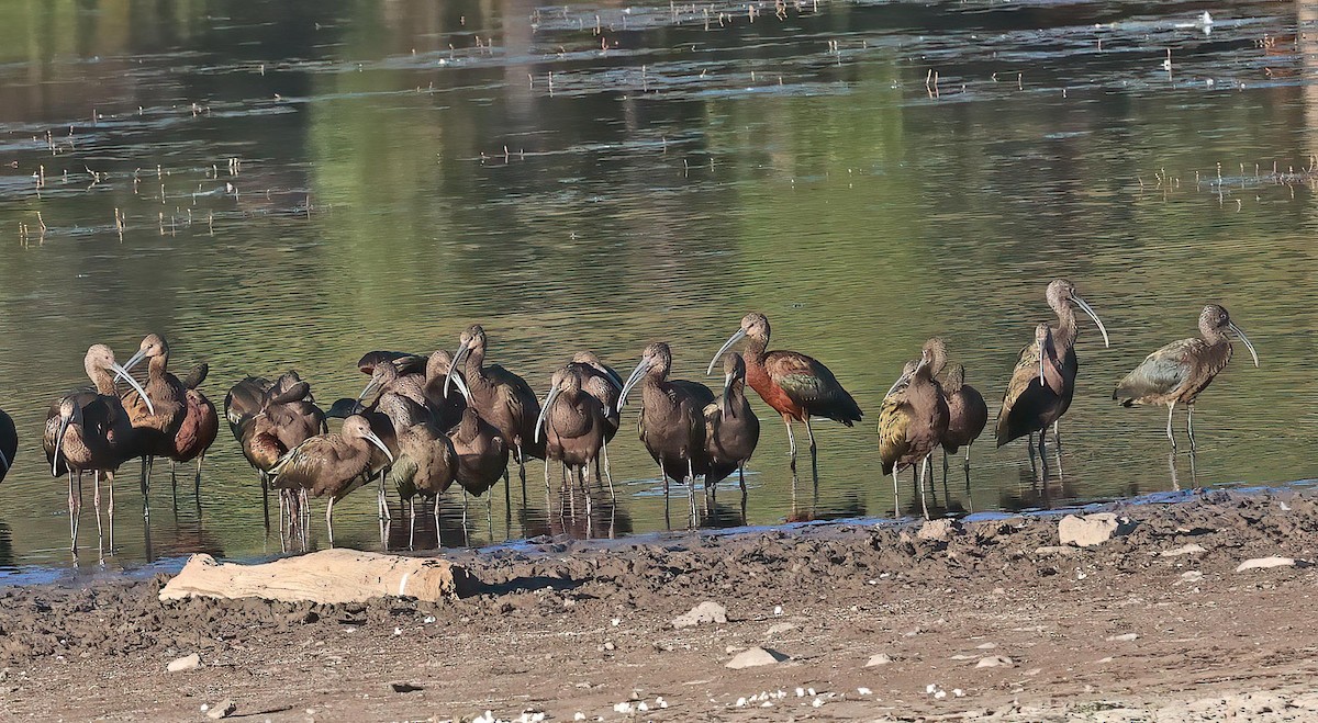 White-faced Ibis - ML643139102