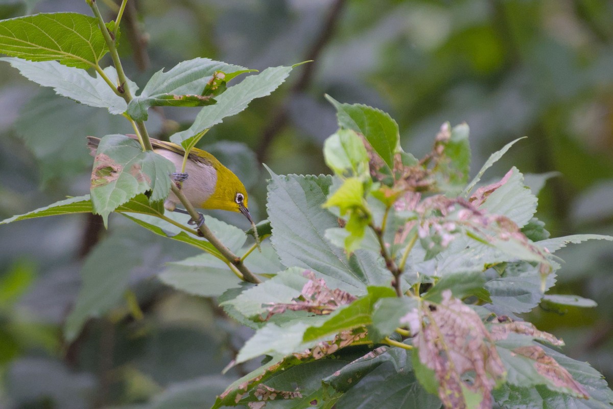Indian White-eye - ML643139104