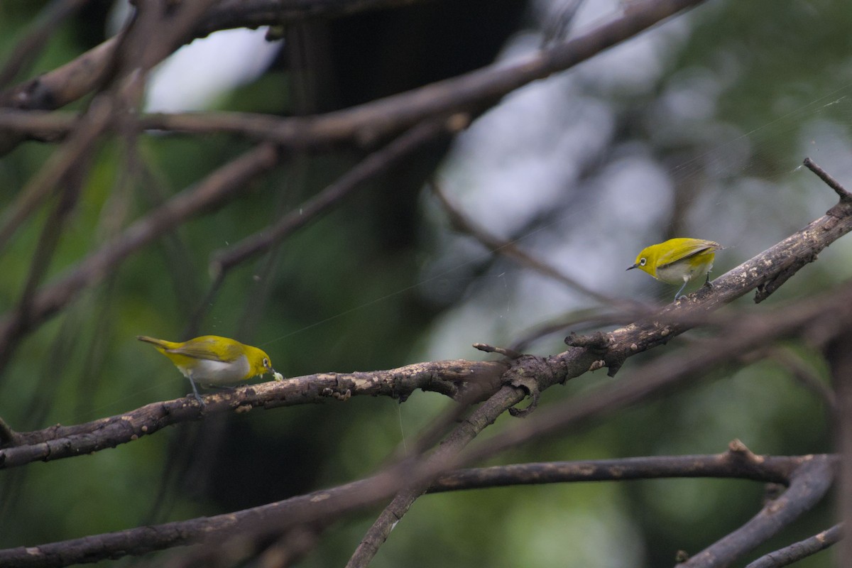 Indian White-eye - ML643139105