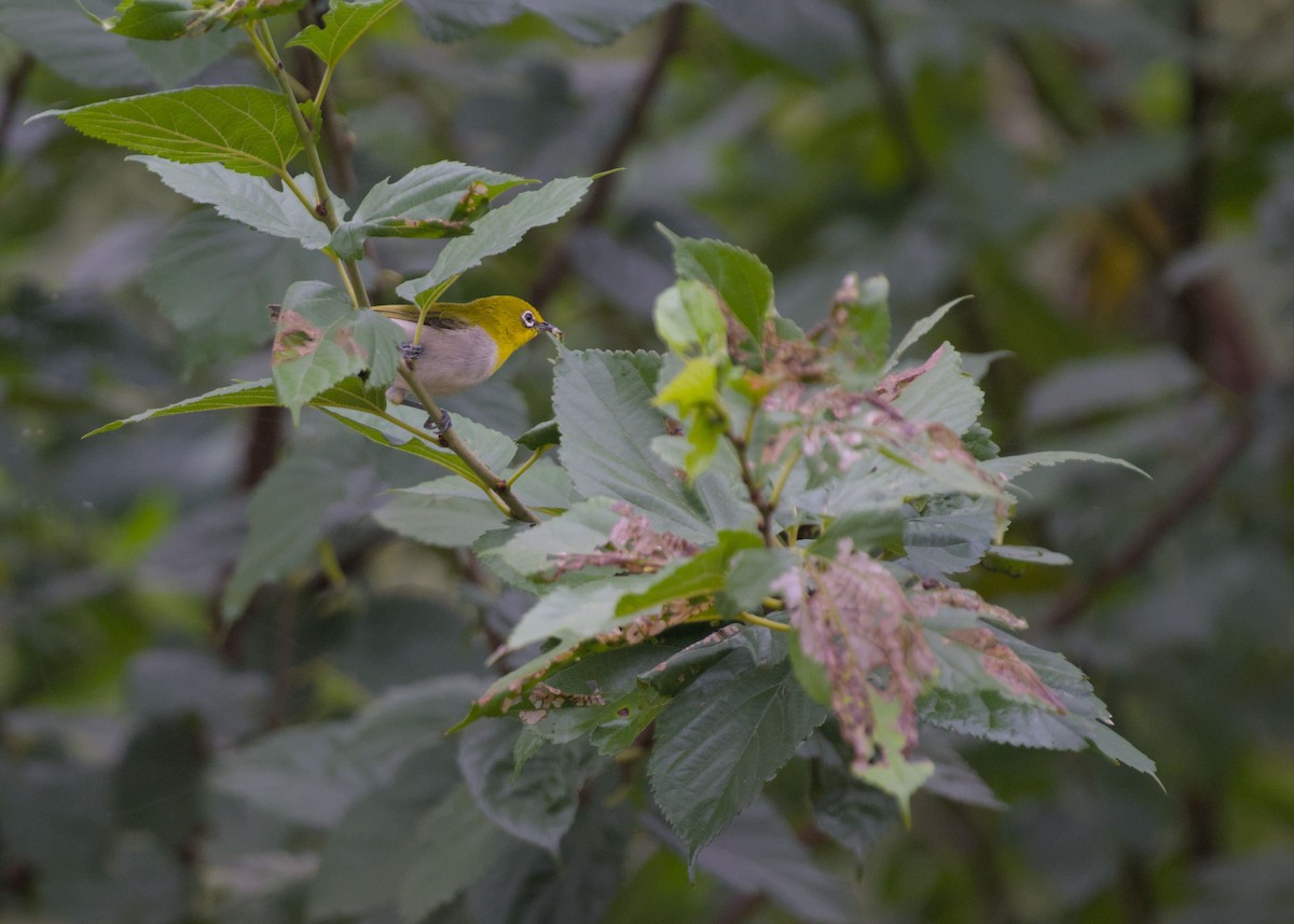 Indian White-eye - ML643139106