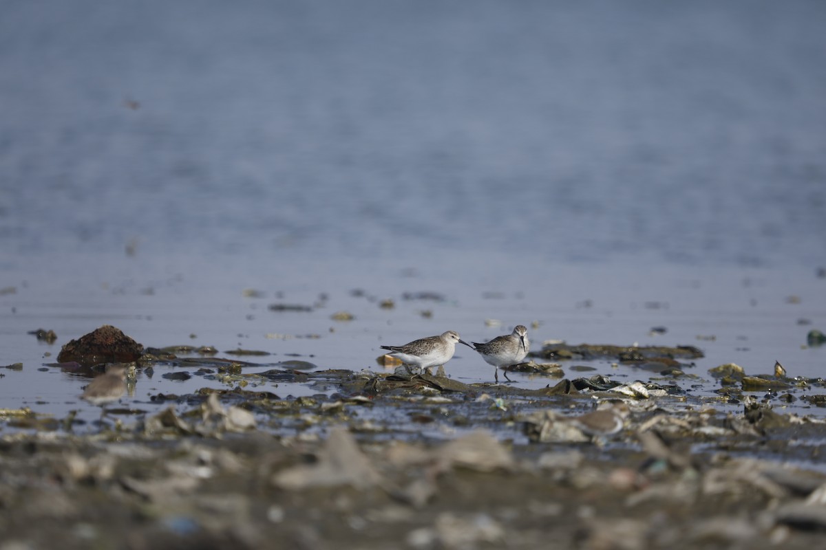 Curlew Sandpiper - ML643139108