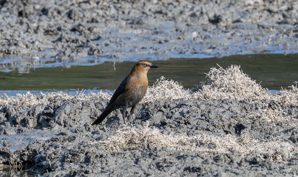 Rusty Blackbird - ML643139109