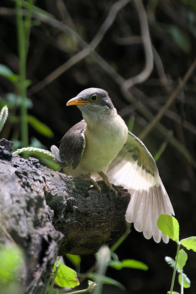Pied Cuckoo - ML643139130