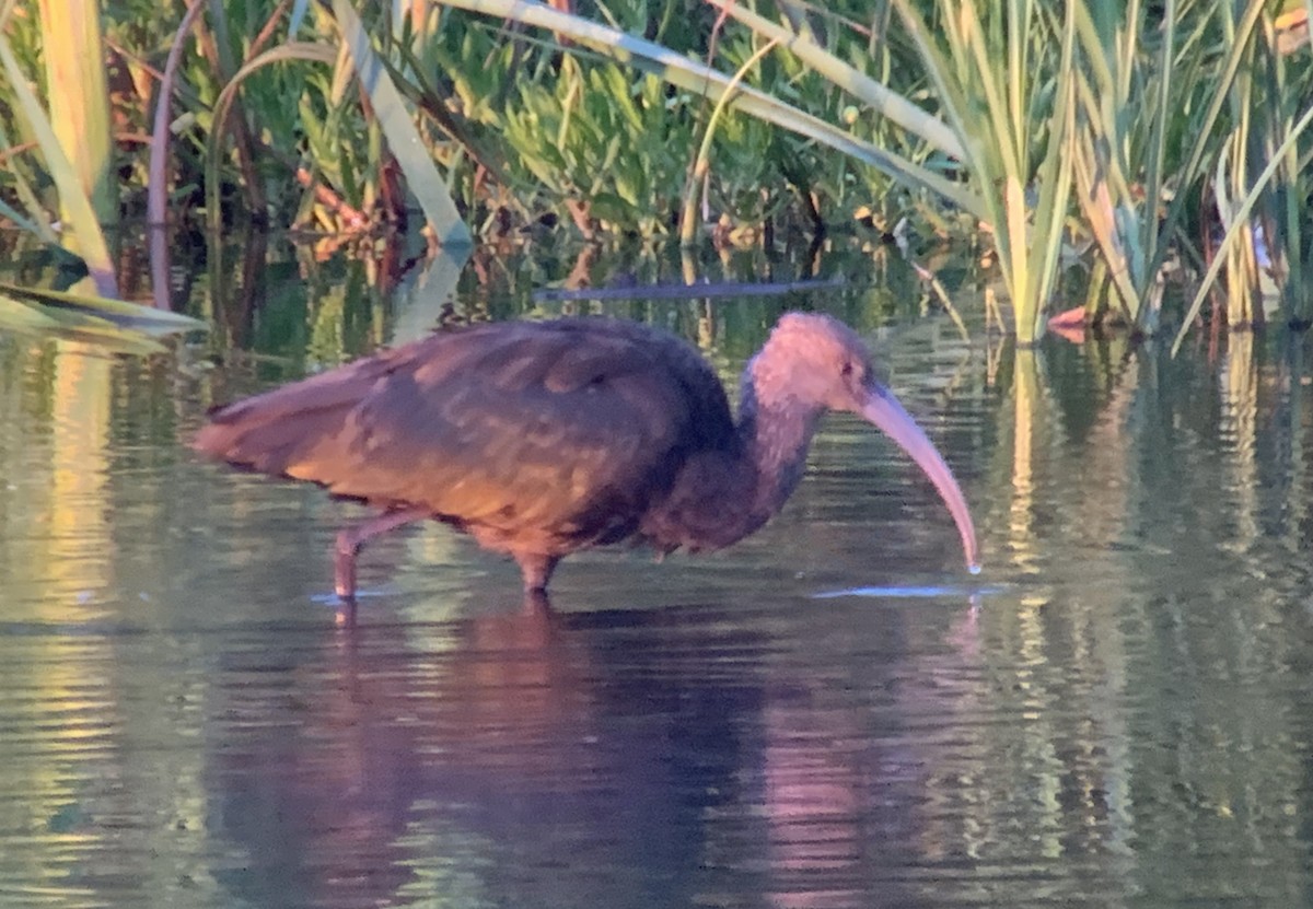 White-faced Ibis - ML643139139