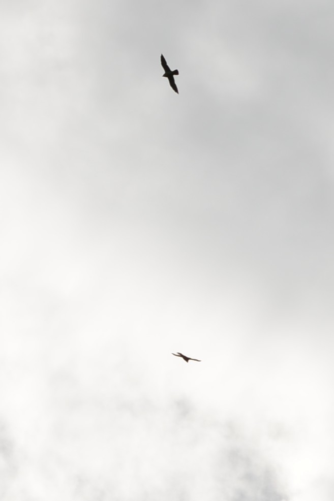 Эгэл шонхор - ML643139140