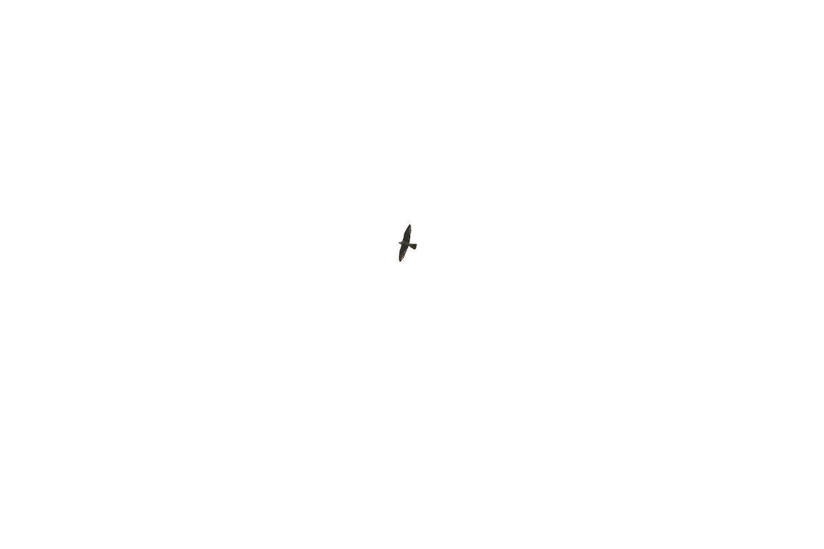 Эгэл шонхор - ML643139143
