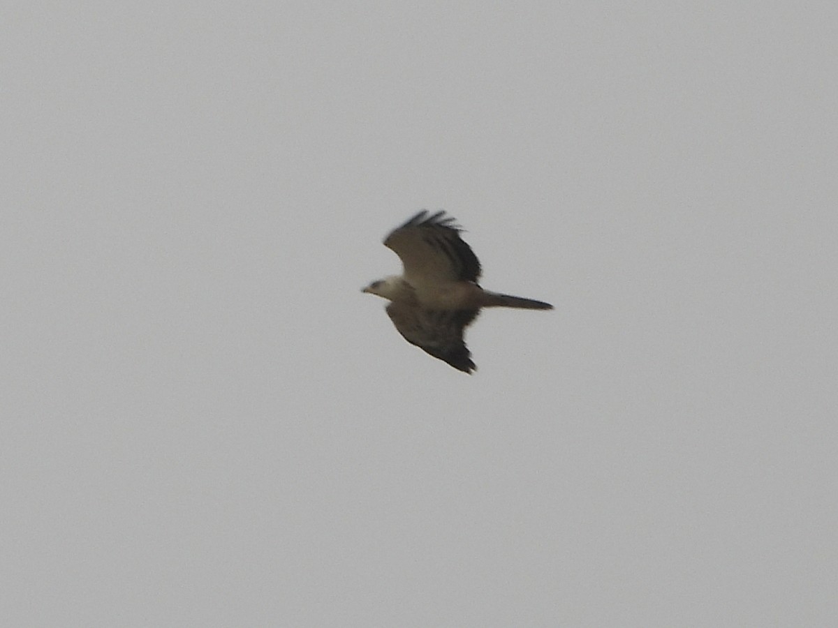 European Honey-buzzard - ML643139144