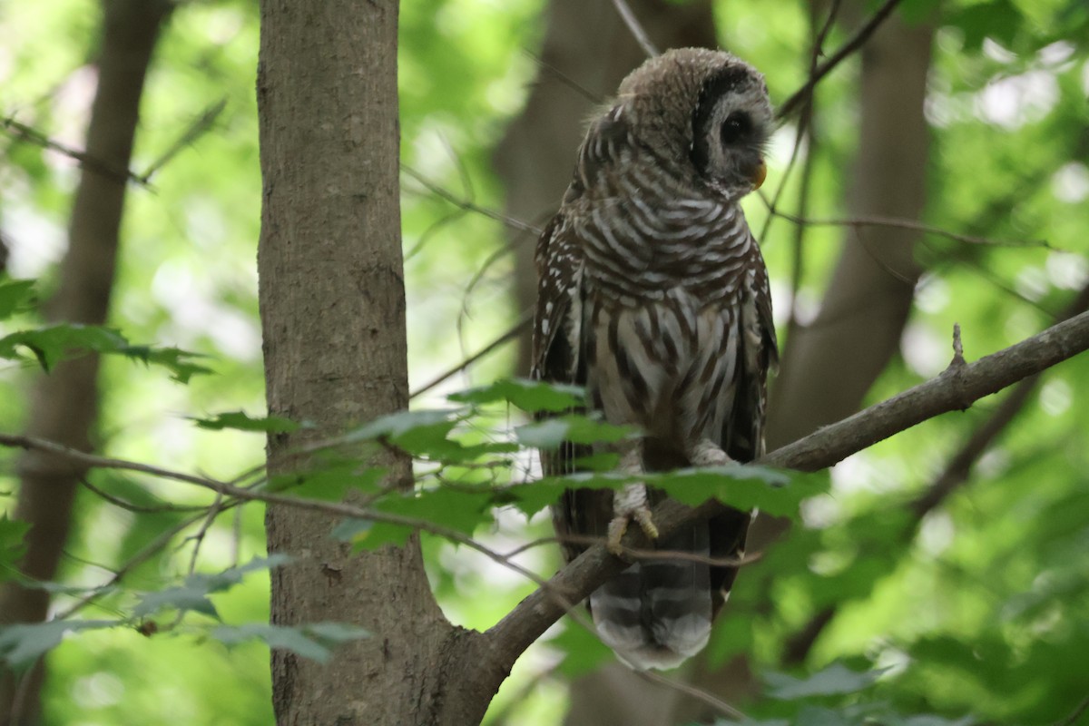 Barred Owl - ML643139147