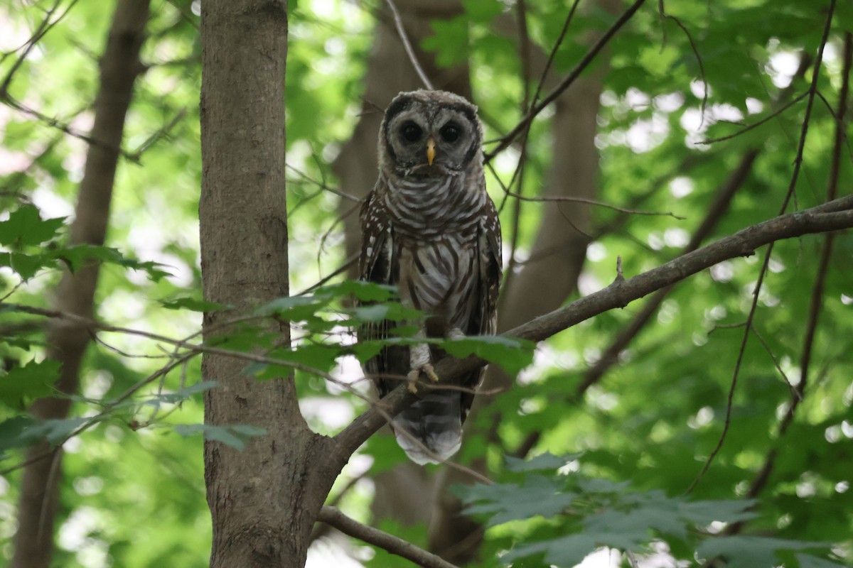 Barred Owl - ML643139148