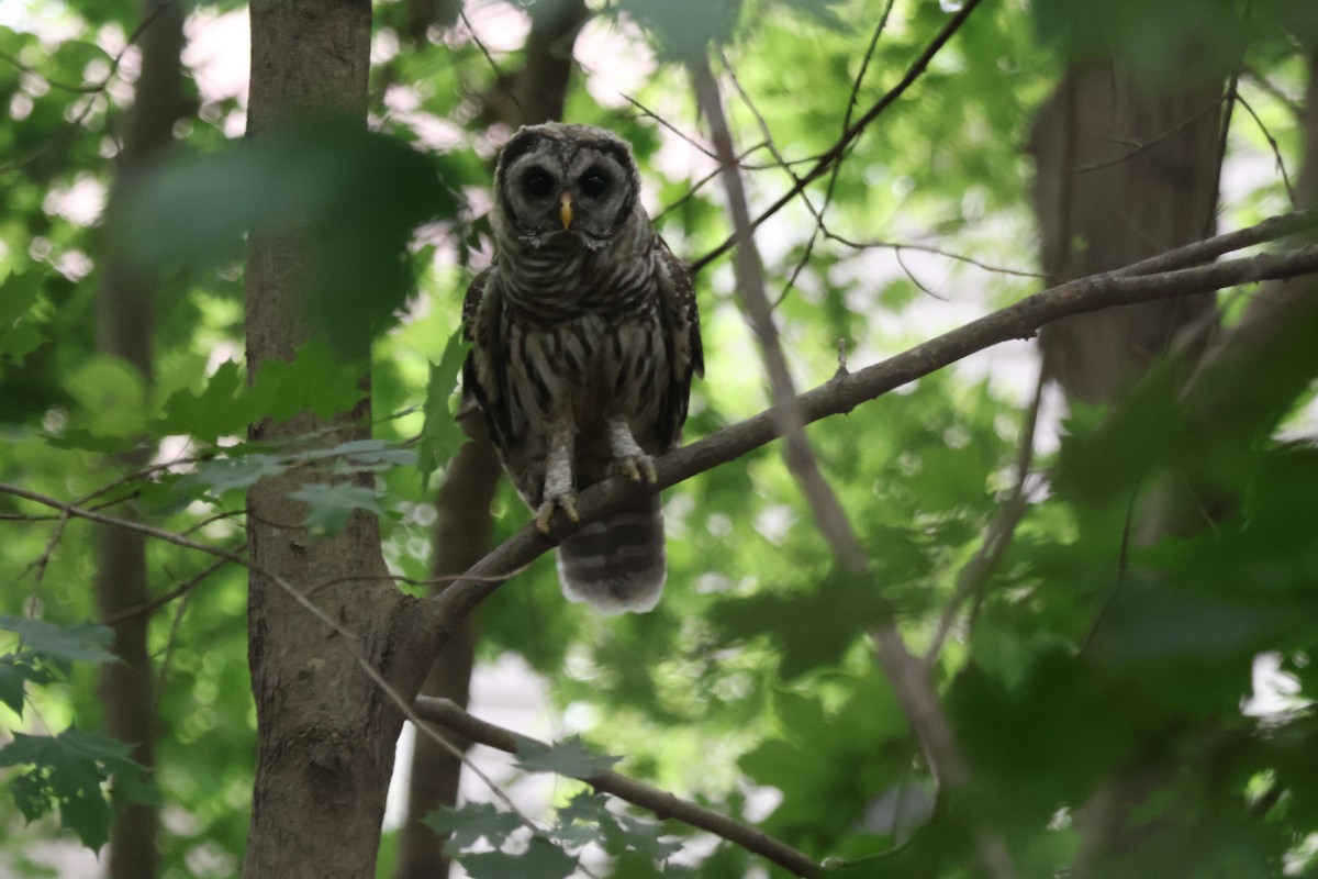 Barred Owl - ML643139149