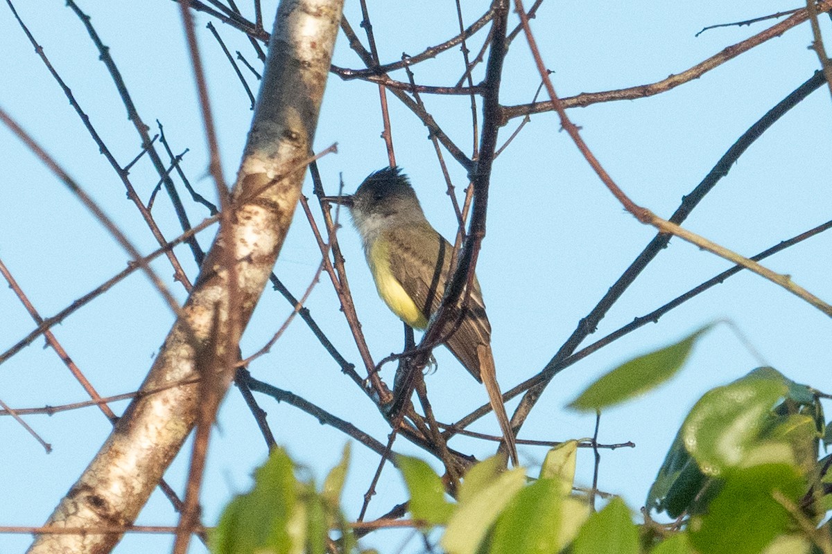 Dusky-capped Flycatcher - ML643139157