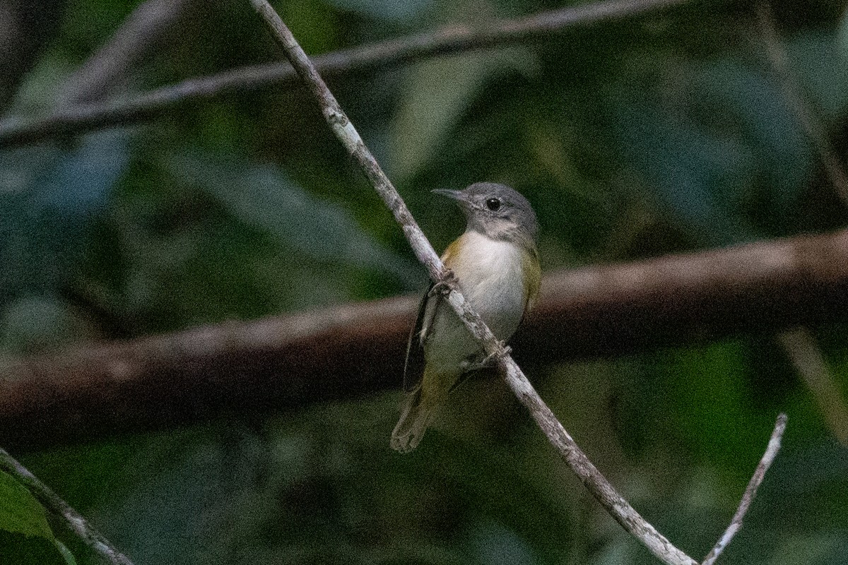 Lesser Greenlet - ML643139169